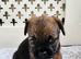 Ready to leave border terrier pups