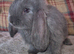 Friendly French Lops