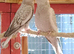 Baby cocketiels