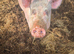 White Sow in pig to tamworth boar