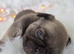 Final Choco Boy Green Eyes From Royal Blue Litter