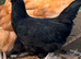 Hybrid chickens for sale
