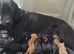 Kc labrador-retriever pups
