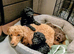 Toy poodle puppies KC registered