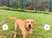 Kc labrador puppies red/yellow