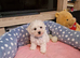 Bichon Frise Puppies Champion Bloodline Ready Now