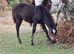 Registered and p/b colts