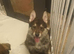 German shepherd x female pups