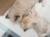 Flame ragdoll kitten