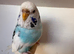 Sky Blue Opaline Recessive Pied Hen