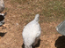 YOUNG COCKERELS PURE RARE BREEDS