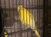 Budgies for sale