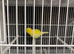 Fife canary for sale
