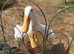 Free to good home with other ducks