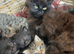 Beautiful family friendly kittens