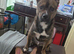 2 boy frenchie pomski unusual marking beautiful open to offer