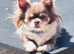 Chihuahua puppies from health tested parents