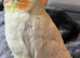 Extremely tame cockatiel