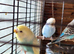 Beautiful Baby Budgies for sale