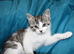 6 kittens for Sale