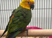 Hand Reared Baby Jenday Conures