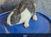 Friendly Baby Rabbits