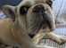 Male French Bulldog