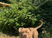 Old tyme bulldog X pocket bully