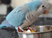 Reluctant sale of Mr Chips the blue Quaker Parrot