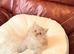 Ready to go beautiful Persian kittens