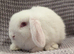 Mini lops