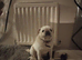 Pug