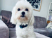 Beautiful KC reg.Maltese puppies