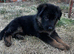 Show-Line German Shepherd Puppy