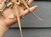Bearded Dragons (Nipped tails) at Birmingham Reptiles