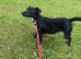 Bella jack russell