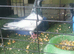 Pakistani pigeon for sale