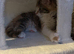 11 week old female calico kitten