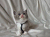 3 Beautiful British Shorthairs READY NOW