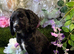 Kc cocker spaniels boys only 17 dna health tested