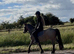 Registered Welsh A gelding 3 years ago strawberry roan
