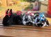 Mini lion lop bunnies