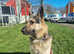 German shepherd for stud