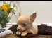 Chihuahua toy size Appel head boy puppy