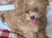 Chorkie puppies for sale
