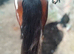Rising 4 year old skewbald cob gelding standing at 14hh