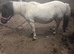 Tiny tots shetland