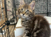 Maine Coon Registered TICA