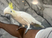 Stunning Friendly Super Tame Cuddly Lesser Sulphur Crested Cockatoo Parrot