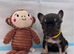 Adorable Frenchbulldog Puppies